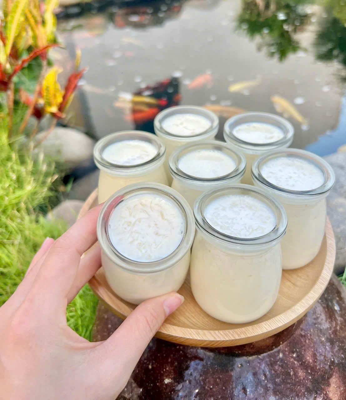 Sữa chua Tổ Yến